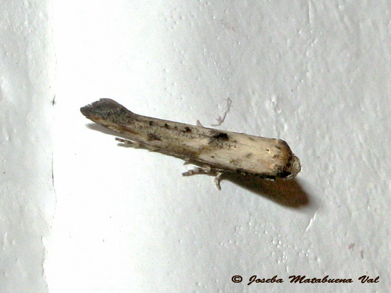 Epermeniidae: Epermenia aequidentellus